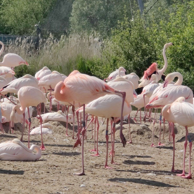 Flamingoes at Slimbridge Wetland Centre near Cheltenham Spa