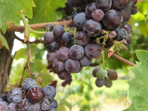 Grapes Vines And Wines for exploring drinks