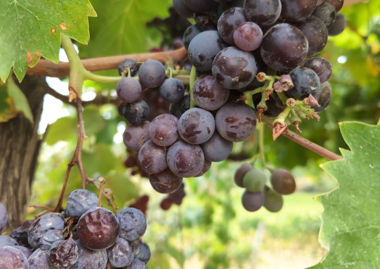 Grapes Vines And Wines for exploring drinks