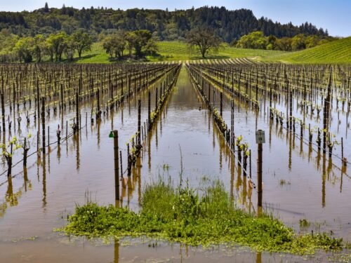 field of vineyards under water from climate change