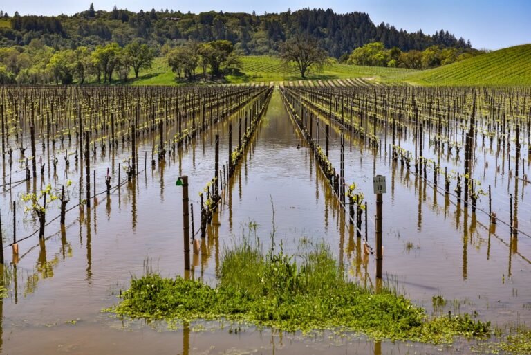 field of vineyards under water from climate change