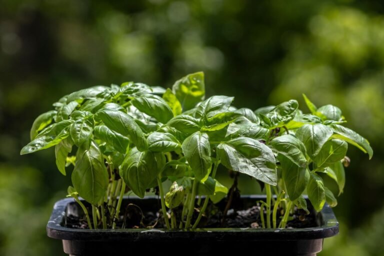 Basil growing in a pot in the garden
