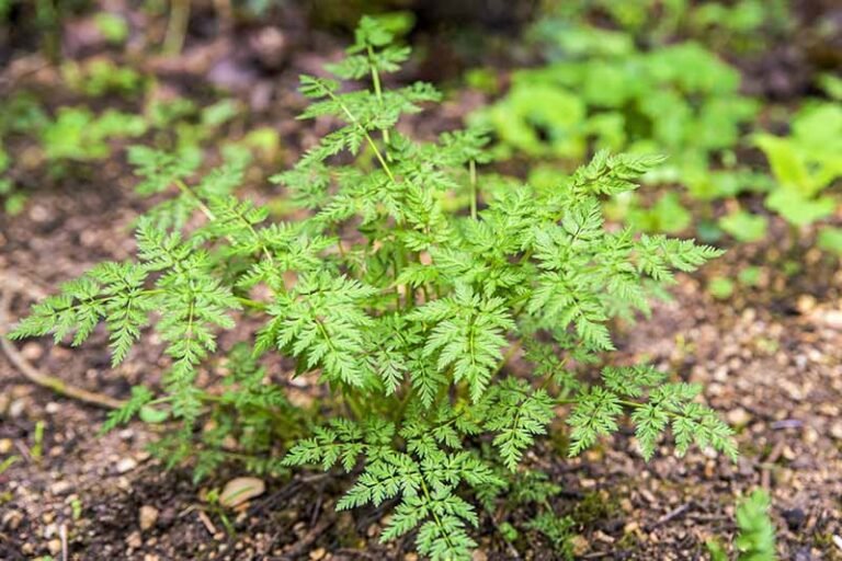 Chervil-Plant-Growing-in-the-Garden