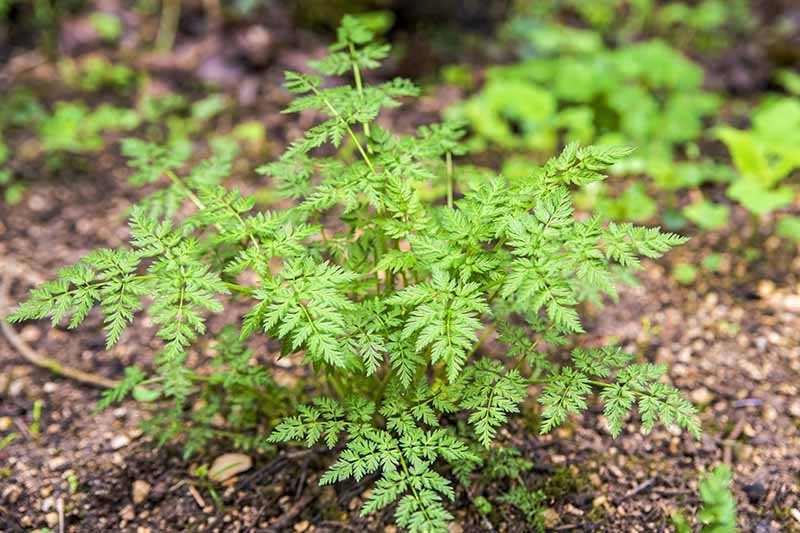 Chervil-Plant-Growing-in-the-Garden