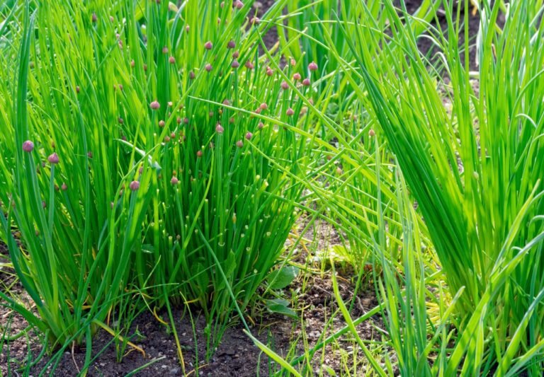 Chives growing in the garden