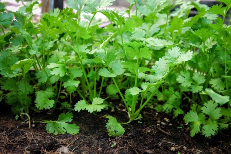Coriander in the garden