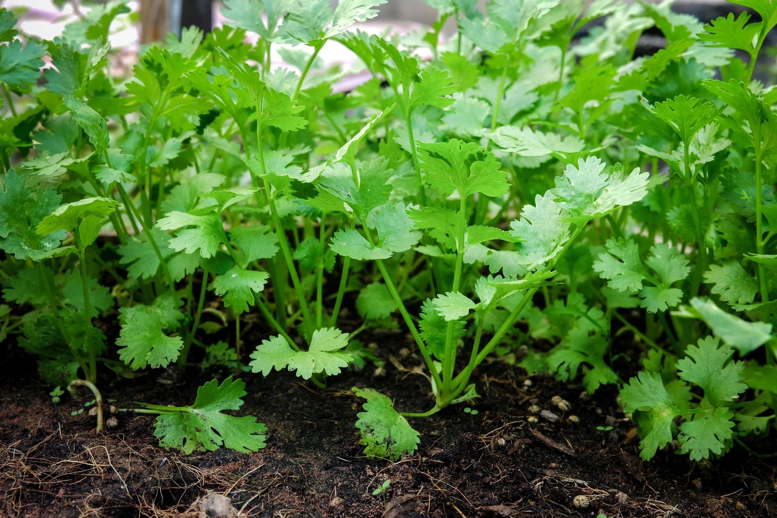 Coriander in the garden
