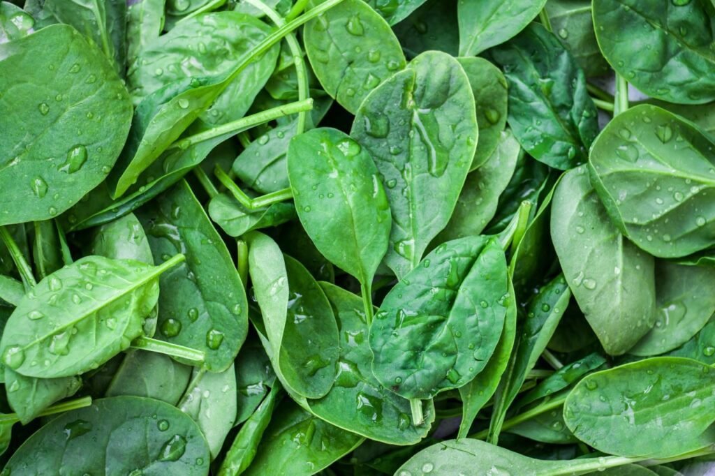 Fresh washed spinach for bone health