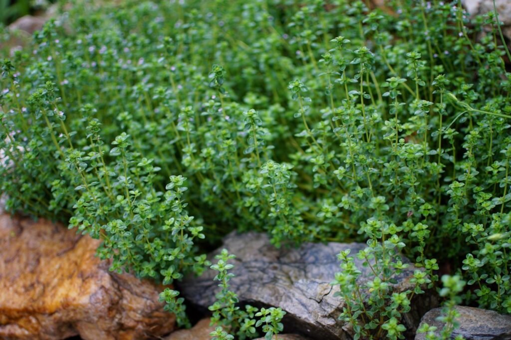 Lemon Thyme in Garden