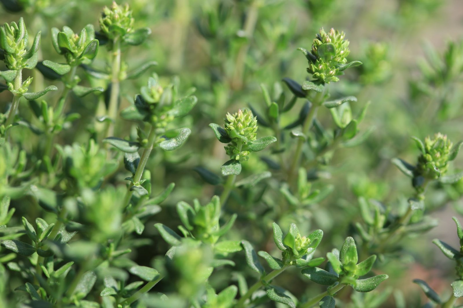 Marjoram in the garden