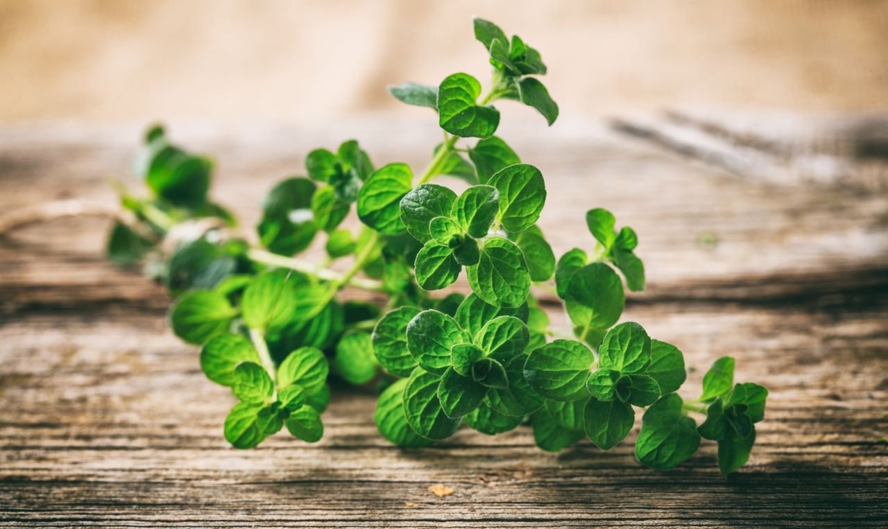 Oregano plant on a wooden board