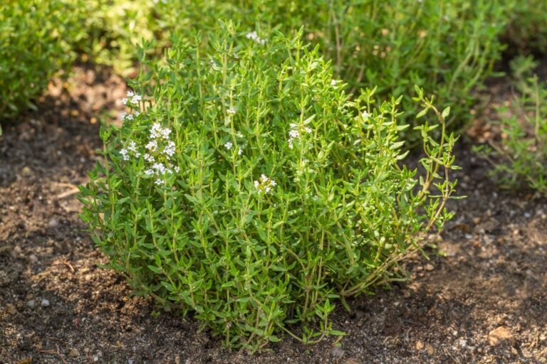 Thyme growing in the garden