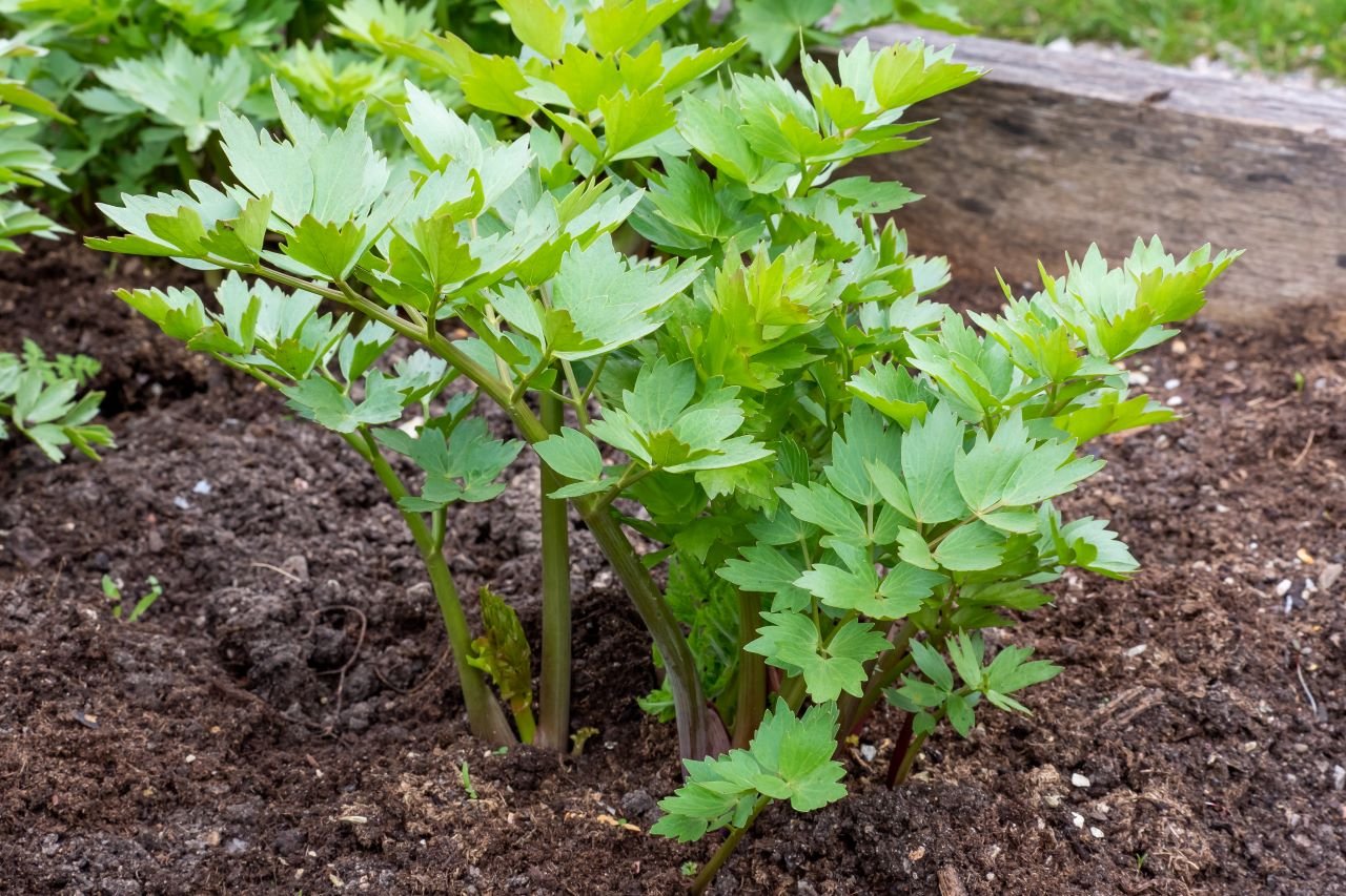 lovage growing in the garden