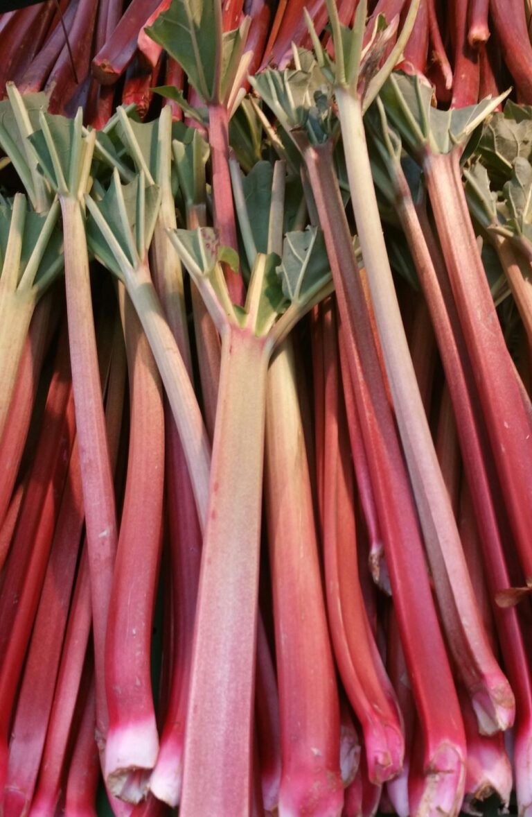 A tray full of fresh rhubarb