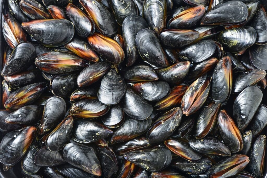 mussels for supporting your immune system