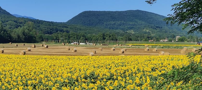 fields of sunflowers with hayfields in the background 