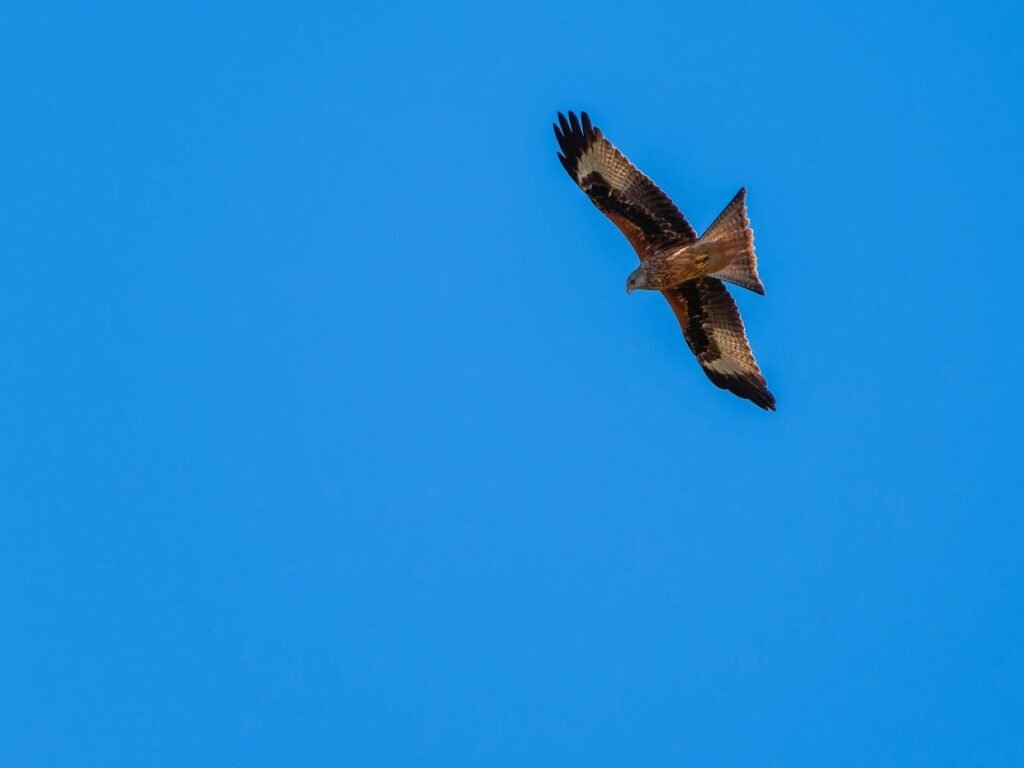 a Red Kite in the Sky