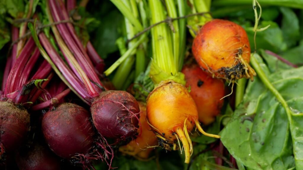 red and golden beetroot