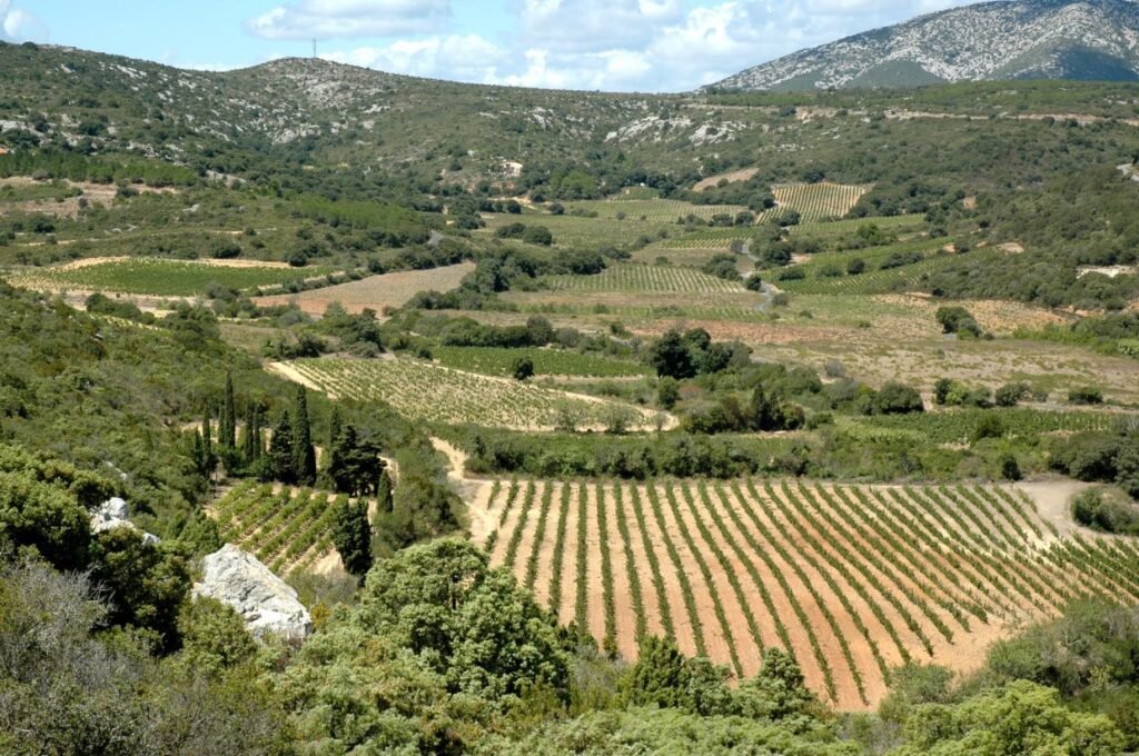 Corbieres vineyards, Aude France