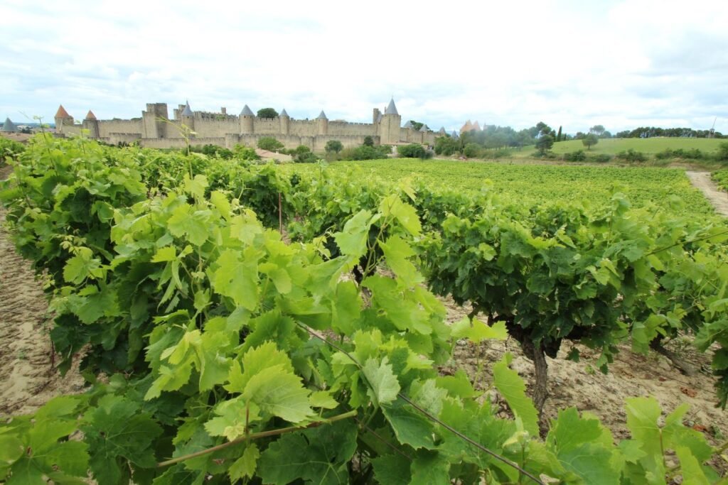 Vineyard by the Old Cite Carcassonne, Aude, France