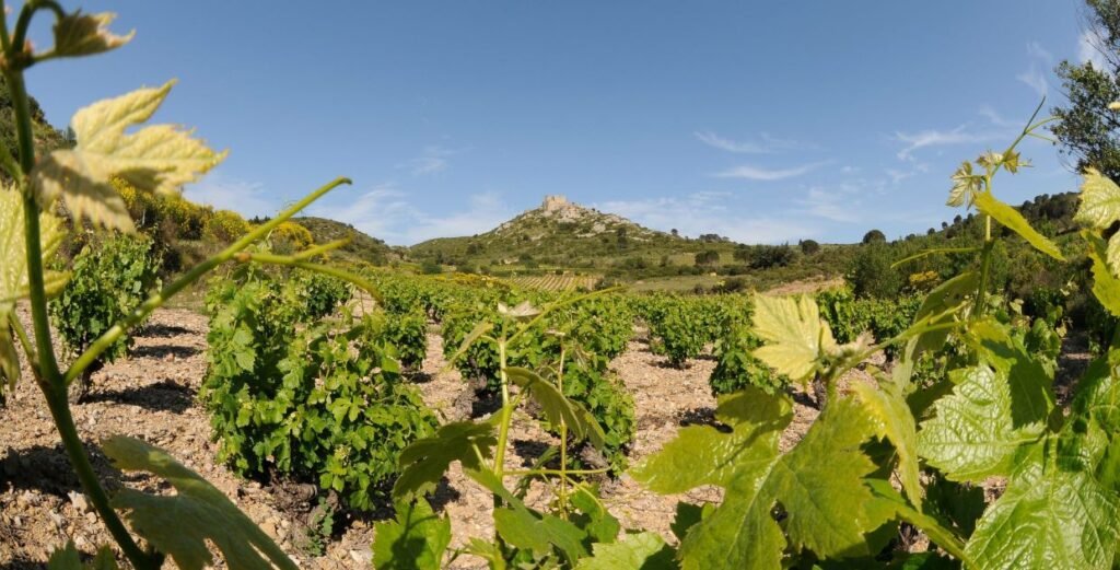 Vineyard overlooking Château d'aguilar, a Cathar Castle in Aude, France